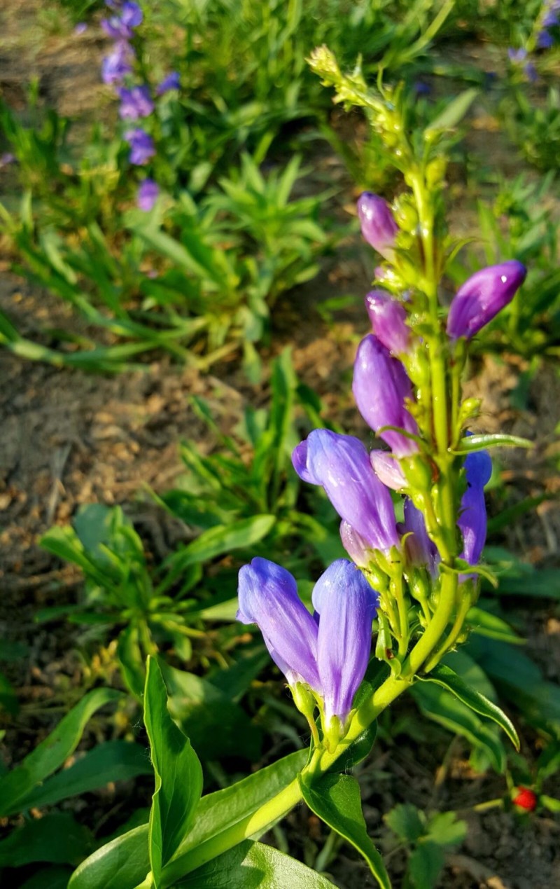 黄芩种子耐严寒耐高温抗菌性好一般土壤都能种植