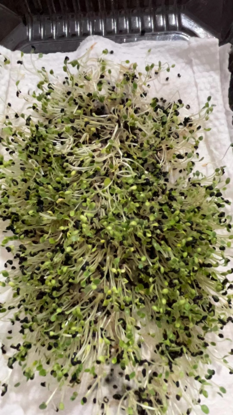 黄芩种子耐严寒耐高温抗菌性好一般土壤都能种植