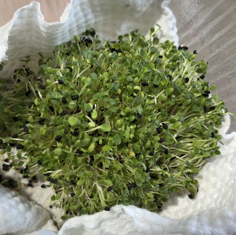 黄芩种子耐严寒耐高温抗菌性好一般土壤都能种植