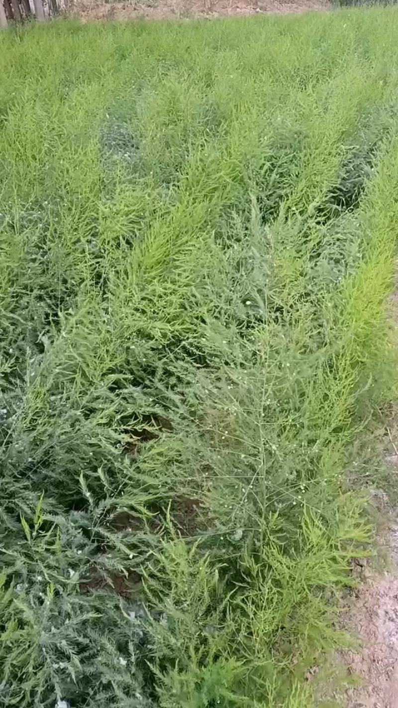 优质绿芦笋苗根系多鳞芽饱满包成活，提供技术指导