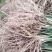 优质绿芦笋苗根系多鳞芽饱满包成活，提供技术指导