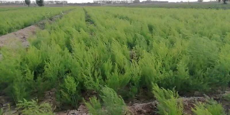 优质绿芦笋苗根系多鳞芽饱满包成活，提供技术指导