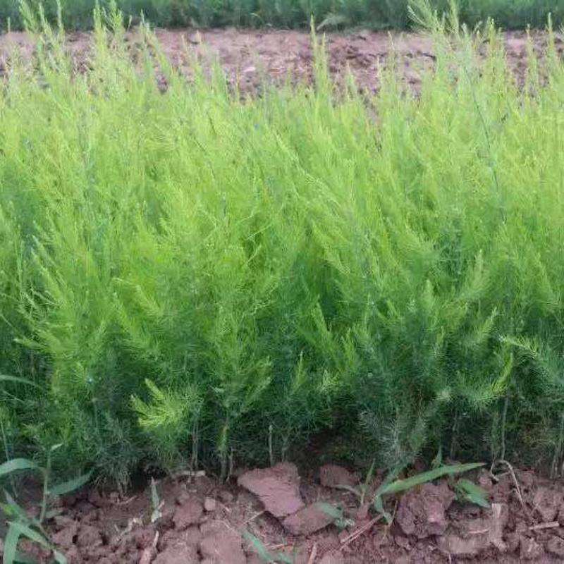 优质绿芦笋苗根系多鳞芽饱满包成活，提供技术指导