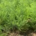 优质绿芦笋苗根系多鳞芽饱满包成活，提供技术指导