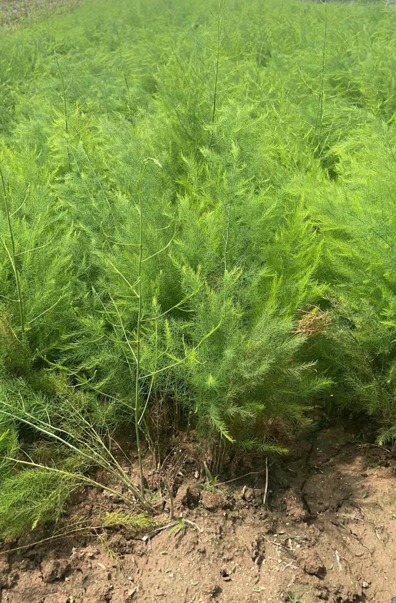 优质绿芦笋苗根系多鳞芽饱满包成活，提供技术指导