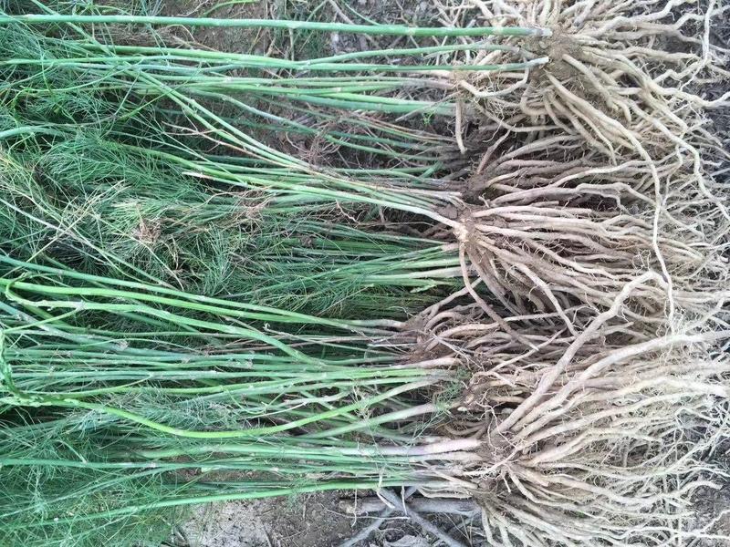 优质绿芦笋苗根系多鳞芽饱满包成活，提供技术指导