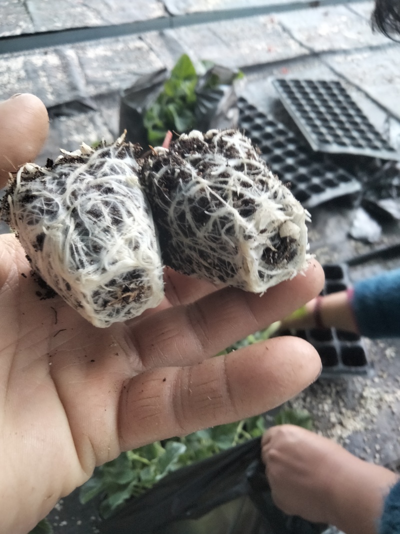 山东聊城高端高产高糖西红柿苗苗厂直发欢迎视频看货