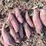 优质商薯19脱毒红薯苗河南基地直发质量保证价格美丽