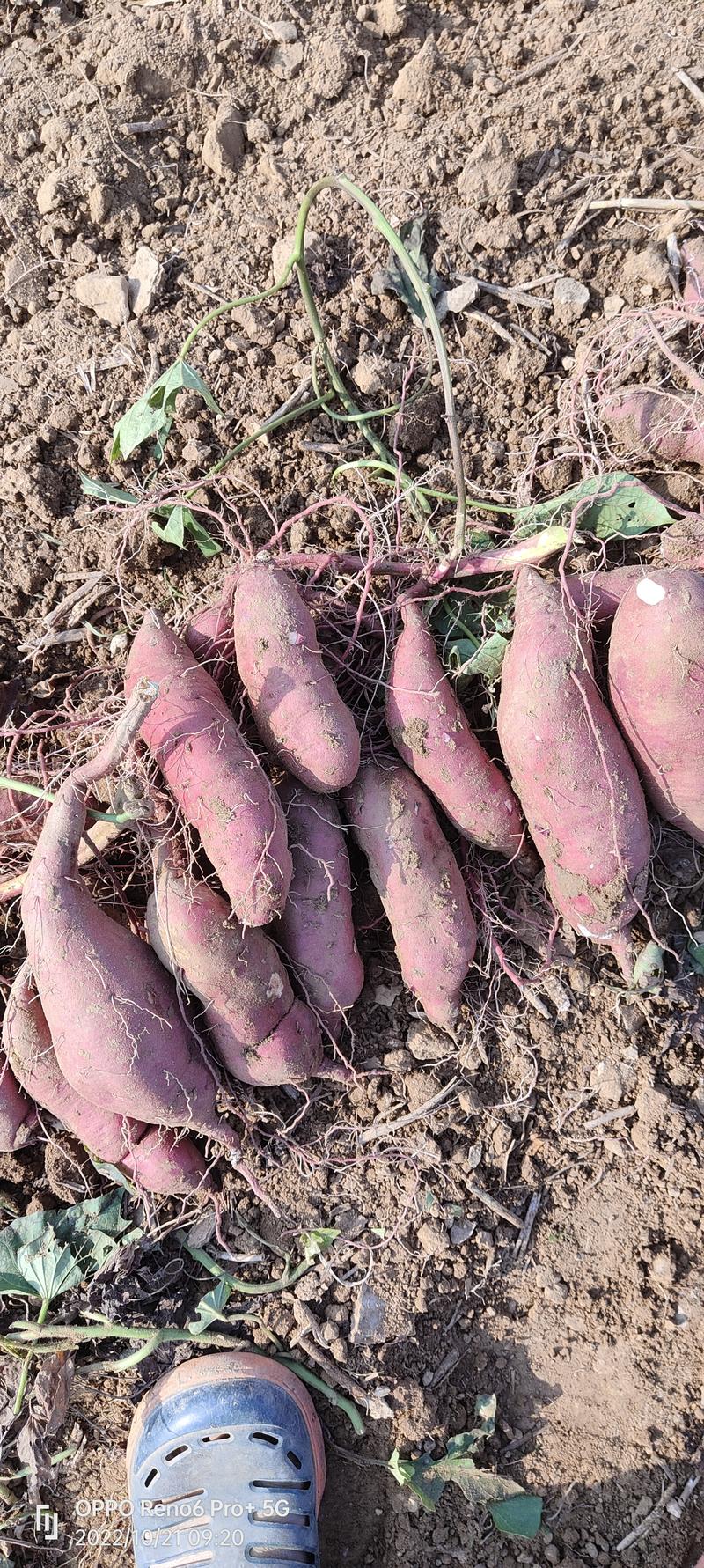 优质商薯19脱毒红薯苗河南基地直发质量保证价格美丽