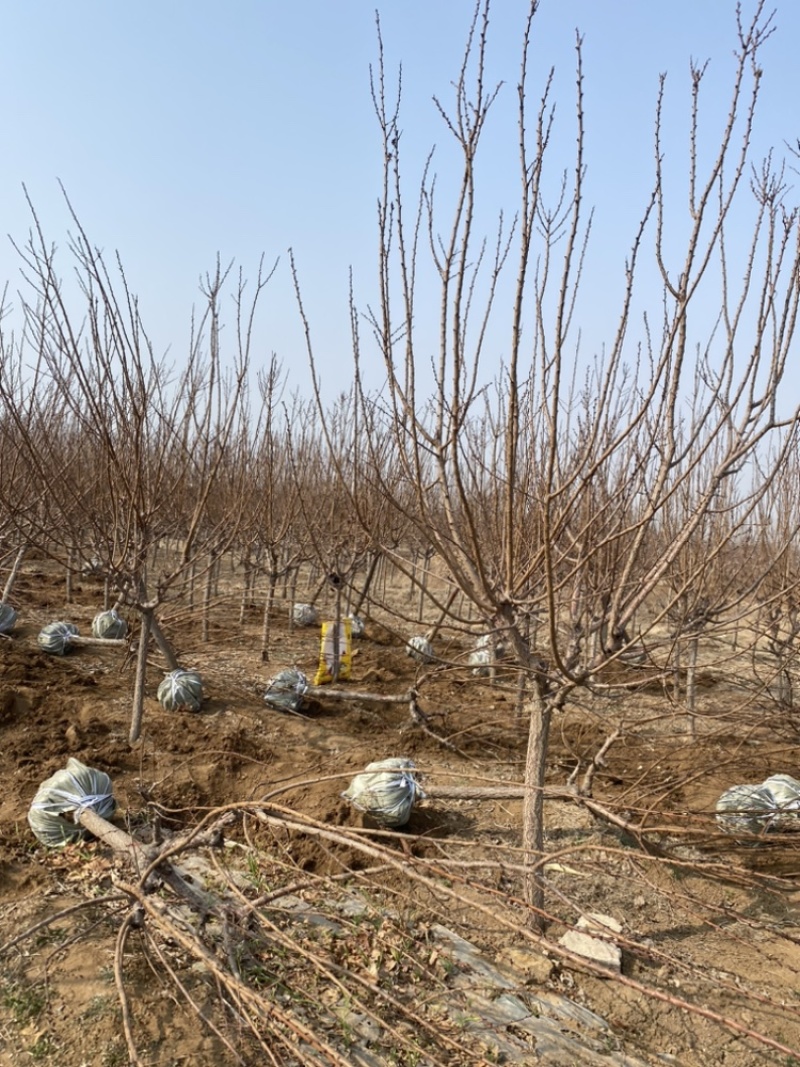 6公分杏树绿化苗木—低价清地处理场地直发一手货源