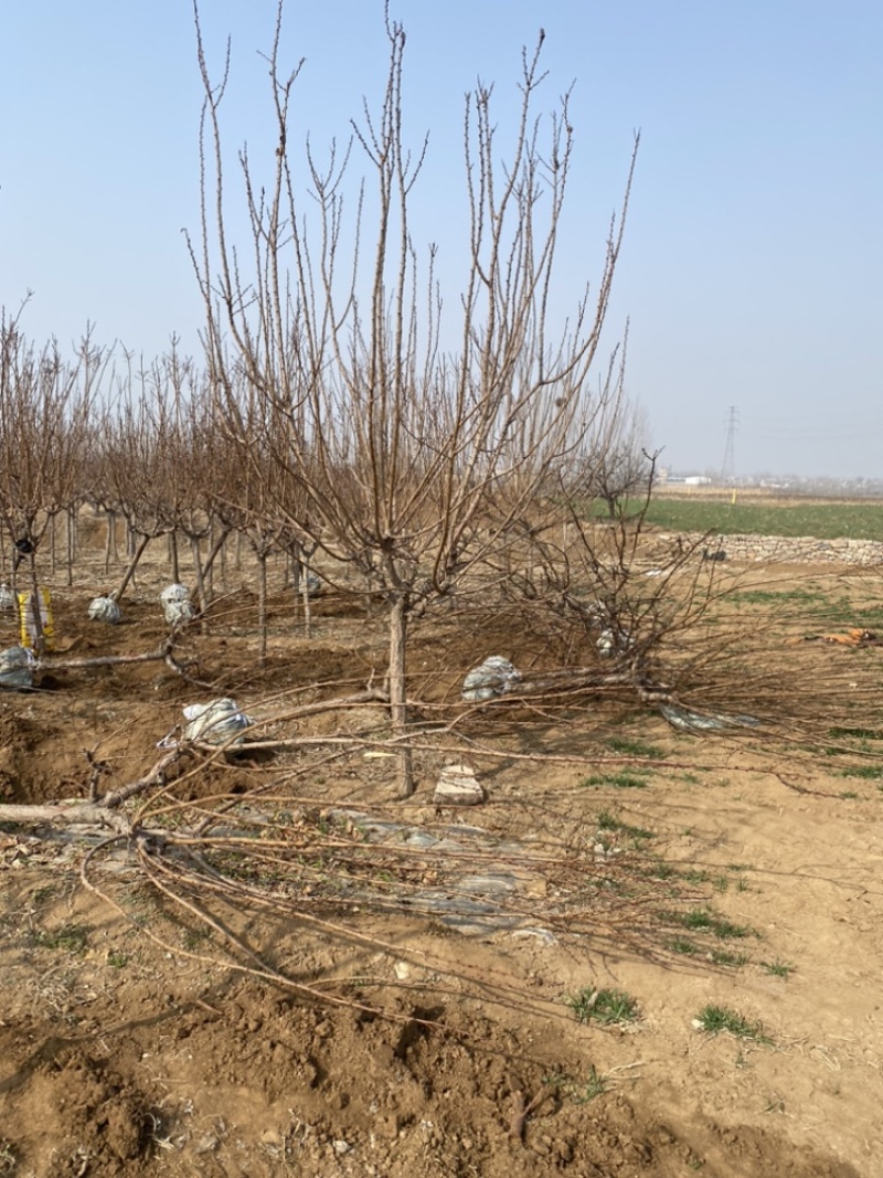 6公分杏树绿化苗木—低价清地处理场地直发一手货源