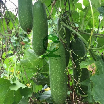青玉987甜节瓜极早熟耐寒性好头尾匀称绿皮