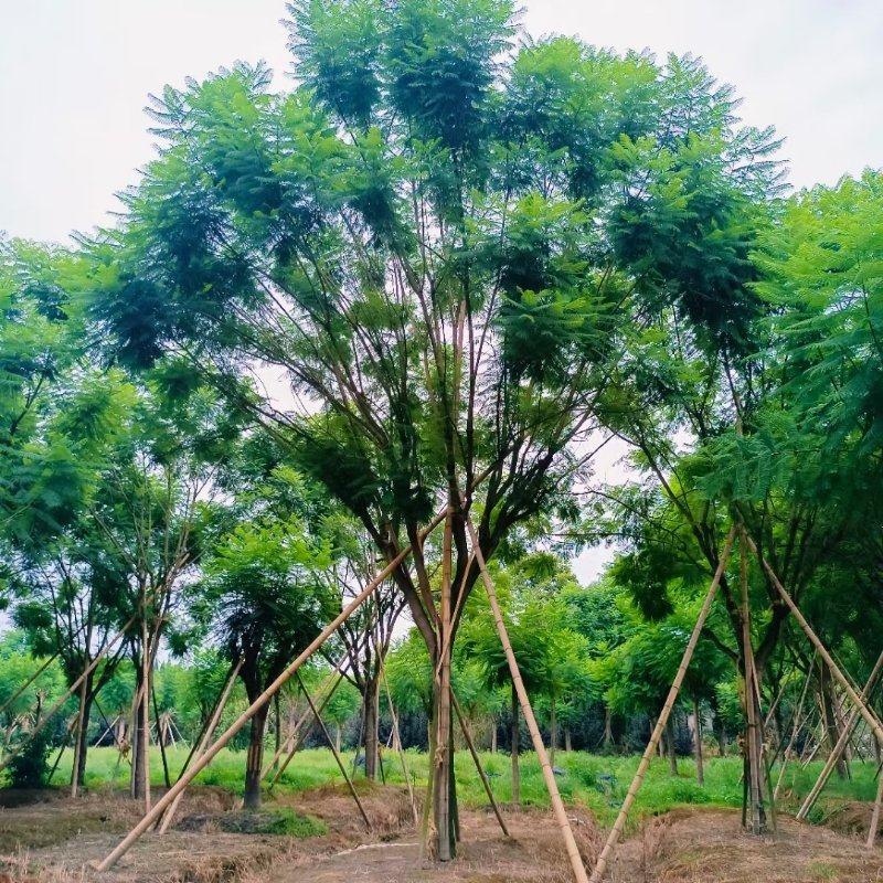 精品蓝花楹树批发米径10-12-15高度5-6米