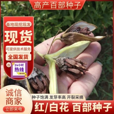 紫花百部种子白花种子种子饱满发芽好开裂采摘