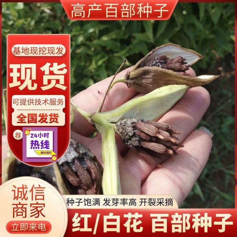 紫花百部种子白花种子种子饱满发芽好开裂采摘
