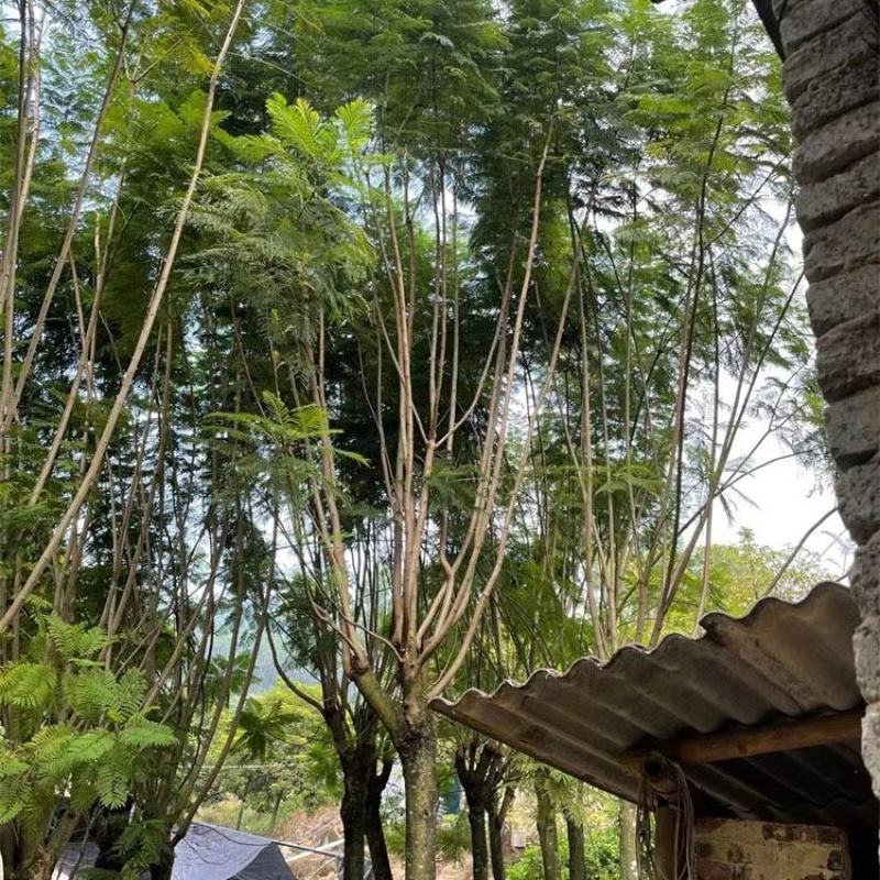 精品蓝花楹树批发米径10-12-15高度5-6米