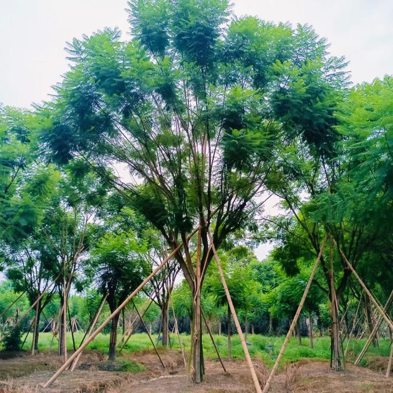精品蓝花楹树批发米径10-12-15高度5-6米