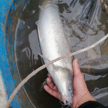 银鳕鱼苗