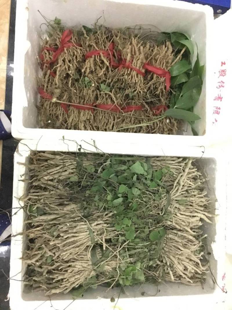 粉防己3到4年苗，露天驯化苗，产量高，含量高