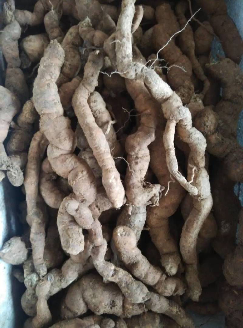 粉防己3到4年苗，露天驯化苗，产量高，含量高