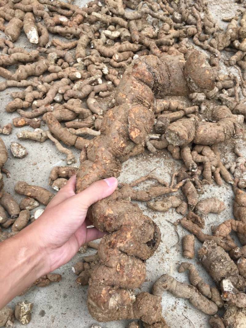 粉防己3到4年苗，露天驯化苗，产量高，含量高