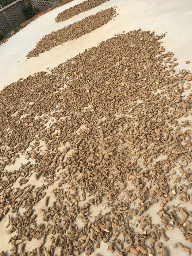 粉防己3到4年苗，露天驯化苗，产量高，含量高
