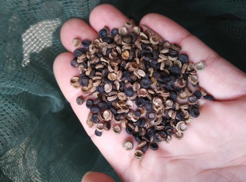 粉防己3到4年苗，露天驯化苗，产量高，含量高