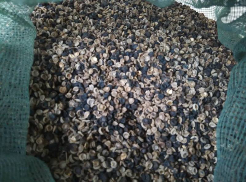 粉防己3到4年苗，露天驯化苗，产量高，含量高