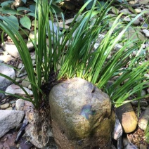 大叶红心石菖蒲，宽叶，我们都是大别山品种