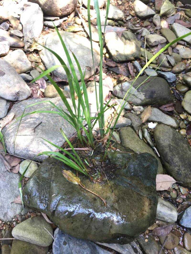 大叶红心石菖蒲，宽叶，我们都是大别山品种