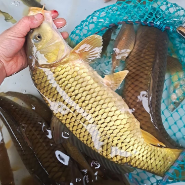 通威鲤鱼苗广西南宁批发