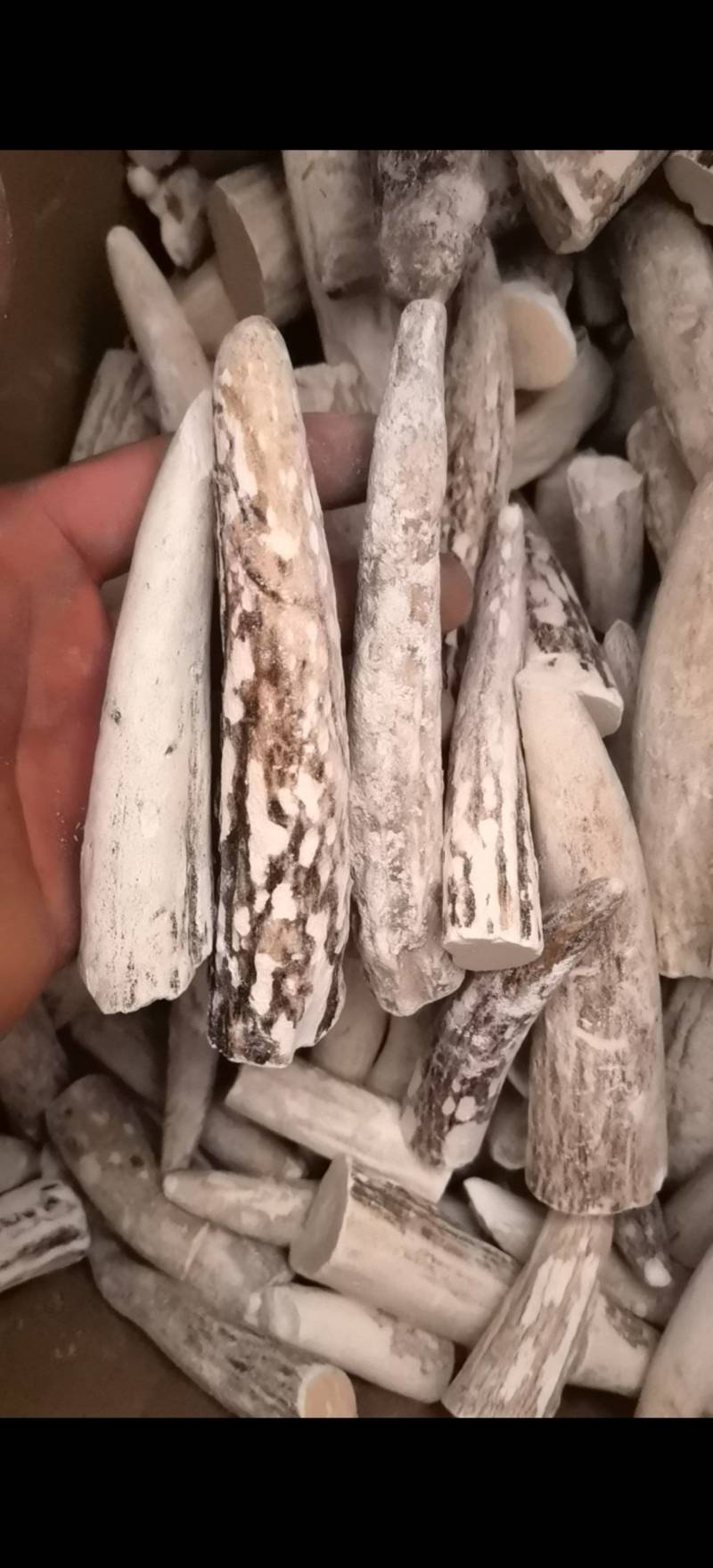 鹿角霜尖选货关书药业批发零售各种规格中药材