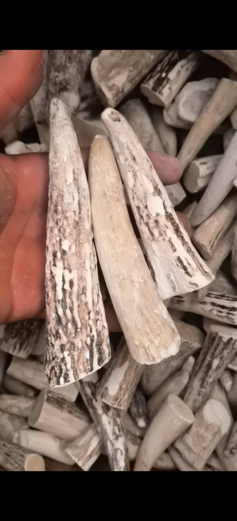 鹿角霜尖选货关书药业批发零售各种规格中药材