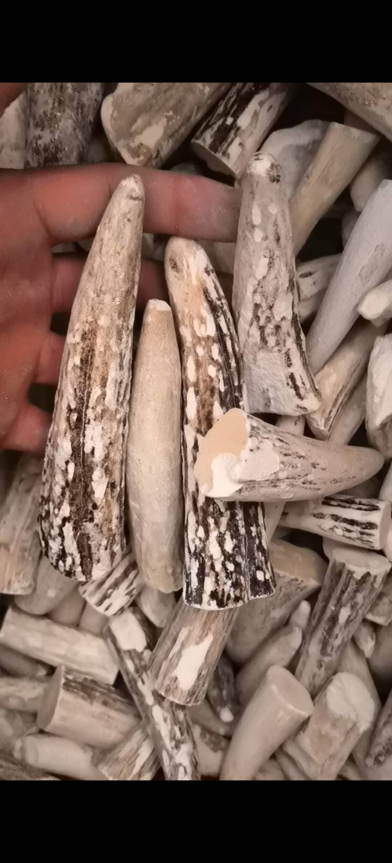 鹿角霜尖选货关书药业批发零售各种规格中药材