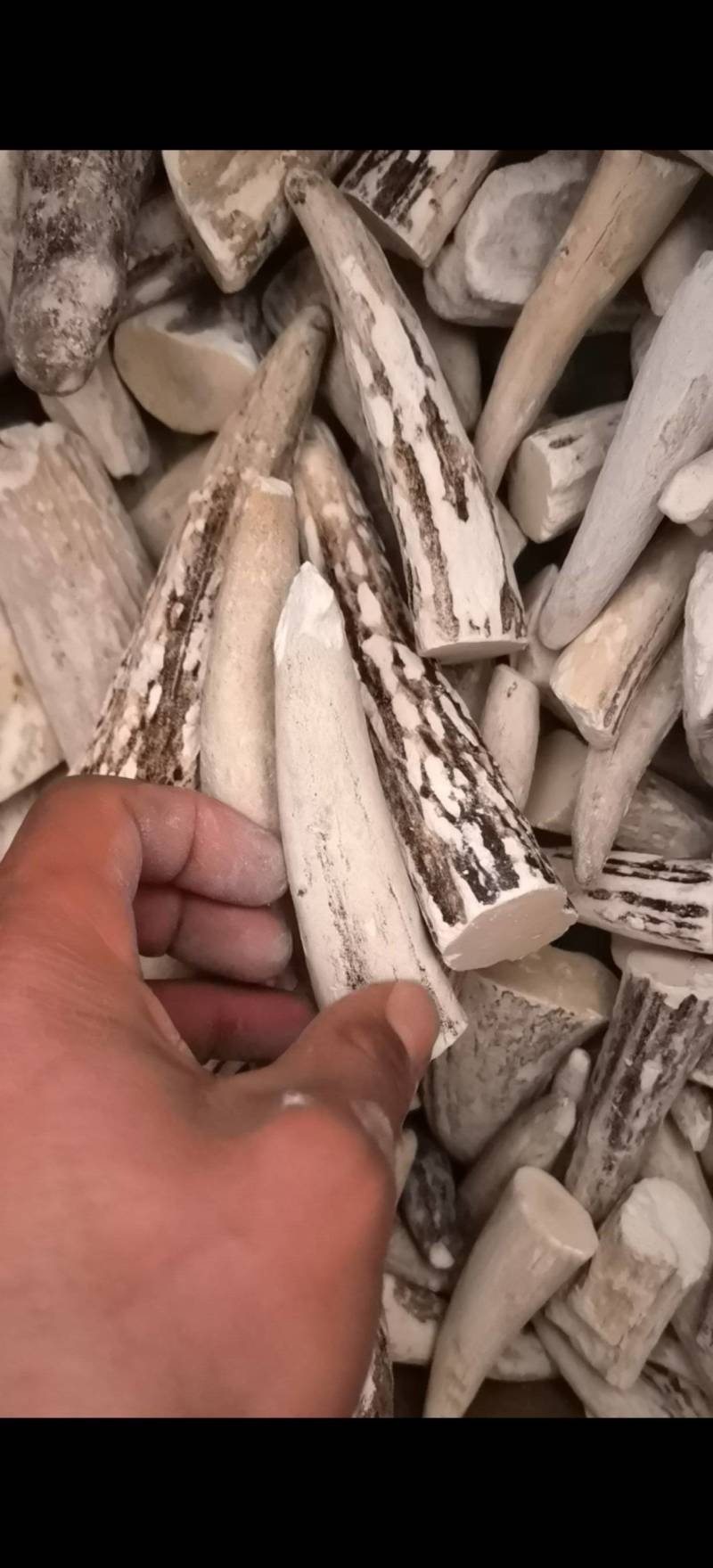 鹿角霜尖选货关书药业批发零售各种规格中药材
