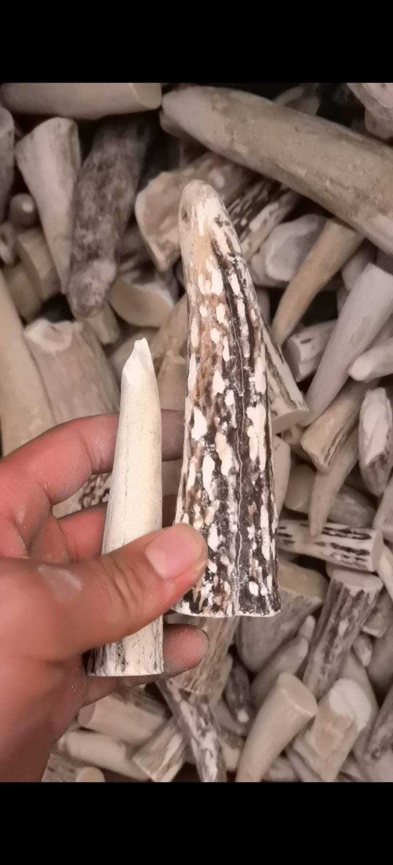 鹿角霜尖选货关书药业批发零售各种规格中药材