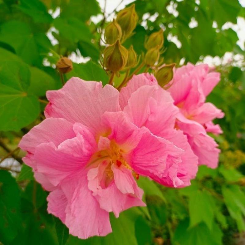 批发木芙蓉丛生木芙蓉地栽苗基地供应规格齐全价格实惠