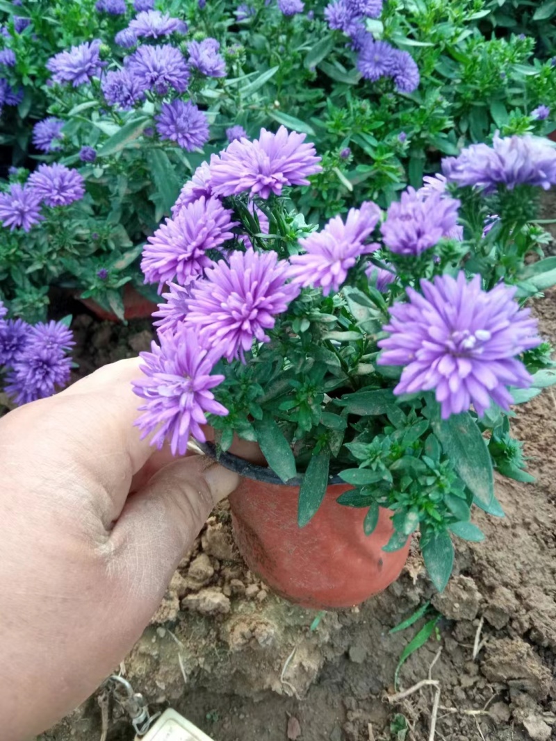 丹麦翠菊