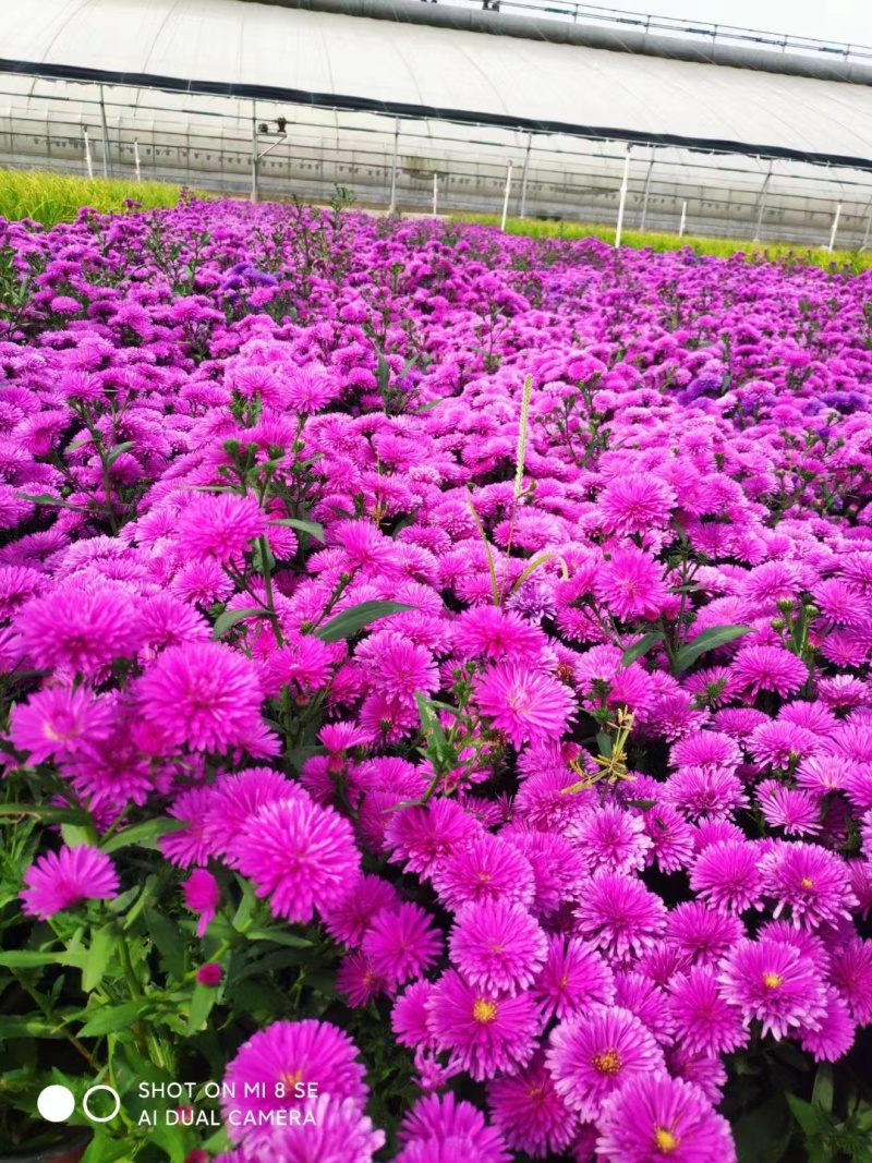 丹麦翠菊