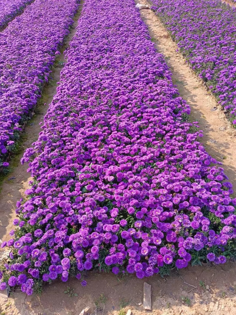 丹麦翠菊