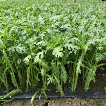 大量精品茼蒿上市