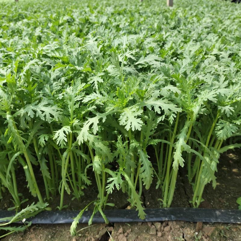 大量精品茼蒿上市