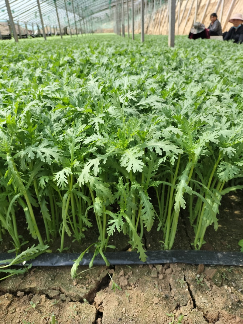 大量精品茼蒿上市