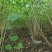 批发木芙蓉丛生木芙蓉地栽苗基地供应规格齐全价格实惠