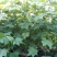 批发木芙蓉丛生木芙蓉地栽苗基地供应规格齐全价格实惠