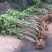 批发木芙蓉丛生木芙蓉地栽苗基地供应规格齐全价格实惠