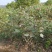 批发木芙蓉丛生木芙蓉地栽苗基地供应规格齐全价格实惠