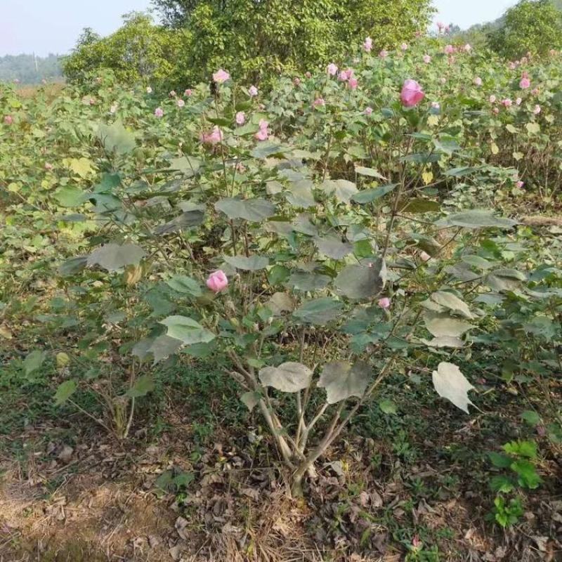批发木芙蓉丛生木芙蓉地栽苗基地供应规格齐全价格实惠