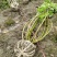 批发木芙蓉丛生木芙蓉地栽苗基地供应规格齐全价格实惠