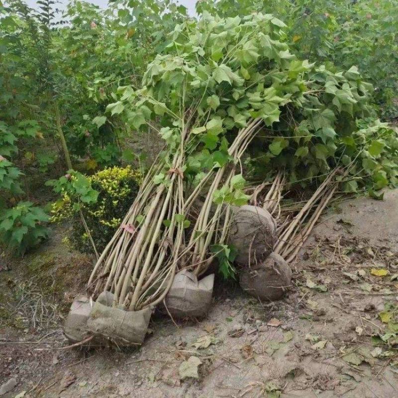 批发木芙蓉丛生木芙蓉地栽苗基地供应规格齐全价格实惠